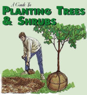 Planting Trees and Shrubs Guide
